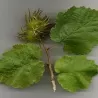 Turkinis lazdynas - Corylus colurna
