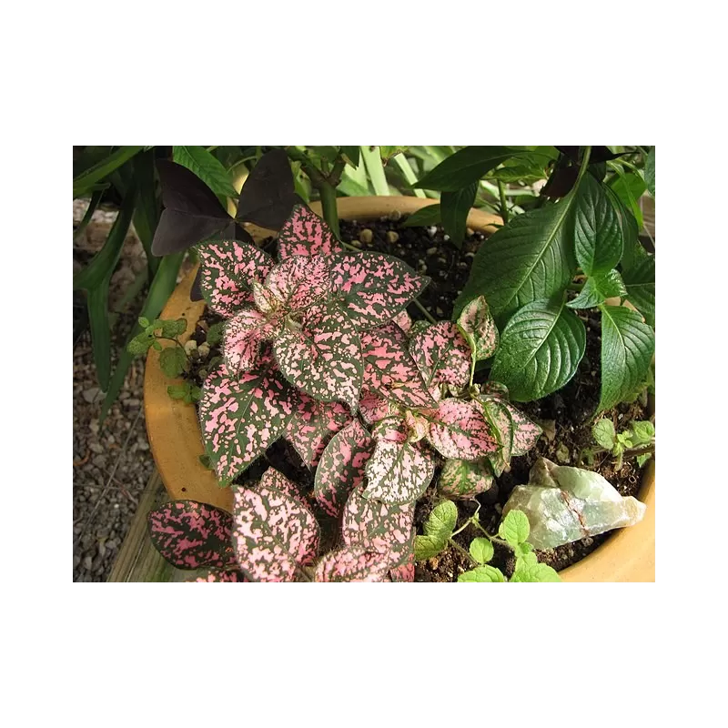 Hypoestes phyllostachya