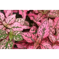 Hypoestes phyllostachya