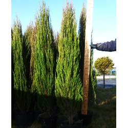 Uolinis kadagys Blue Arrow - Juniperus scopulorum 'Blue Arrow' 15Ø 60cm