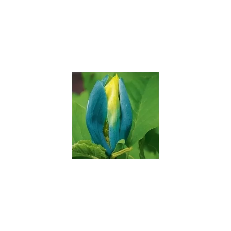 Magnolia acuminata BLUE OPAL