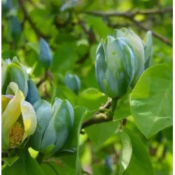 Magnolia acuminata BLUE OPAL