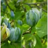 Magnolia acuminata BLUE OPAL