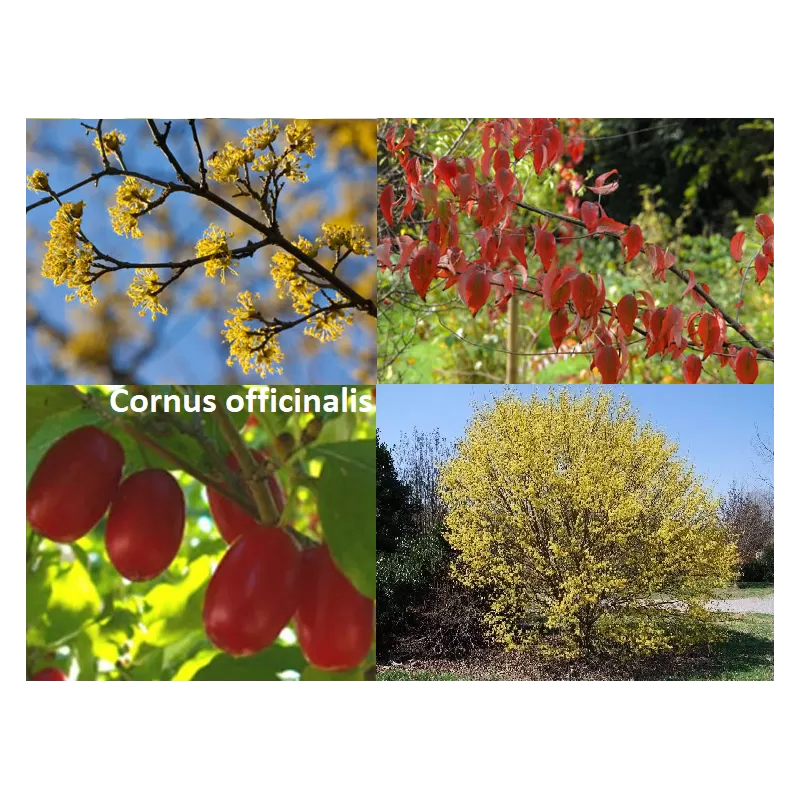 Vaistinių sedulų sodinukai su pristatymu į namus