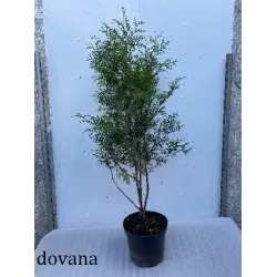 Vakarinė tuja - Thuja occidentalis BRABANT (Solo augalai)