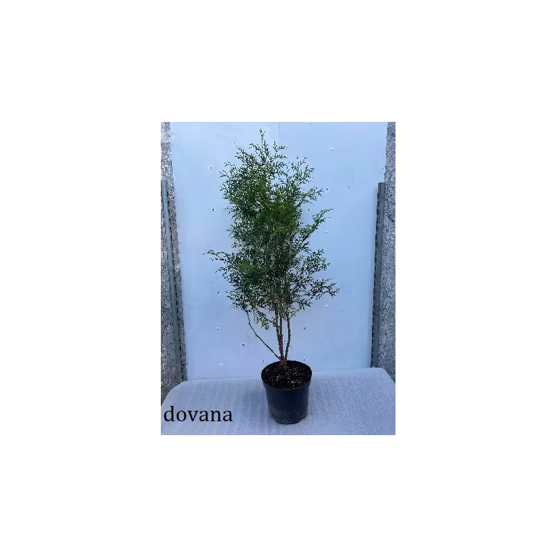 Vakarinė tuja - Thuja occidentalis BRABANT (Solo augalai)
