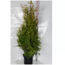 Vakarinė tuja - Thuja occidentalis BRABANT (Solo augalai)