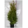 Vakarinė tuja - Thuja occidentalis BRABANT (Solo augalai)