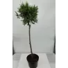 Vakarinė tuja - Thuja occidentalis BRABANT
