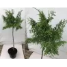 Vakarinė tuja - Thuja occidentalis BRABANT