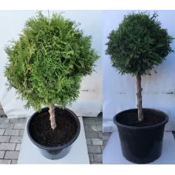 Vakarinė tuja - Thuja occidentalis BRABANT (Solo augalai)