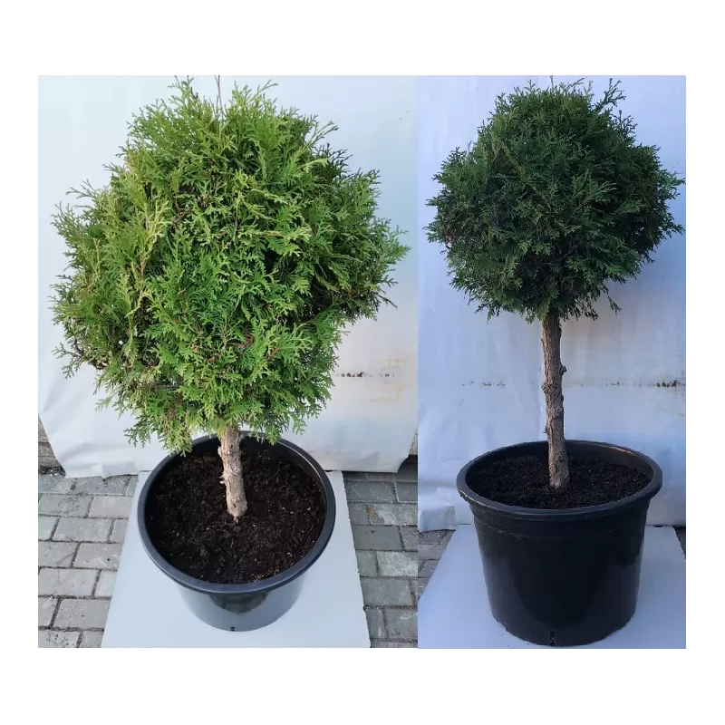 Vakarinė tuja - Thuja occidentalis BRABANT (Solo augalai)