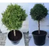Vakarinė tuja - Thuja occidentalis BRABANT (Solo augalai)