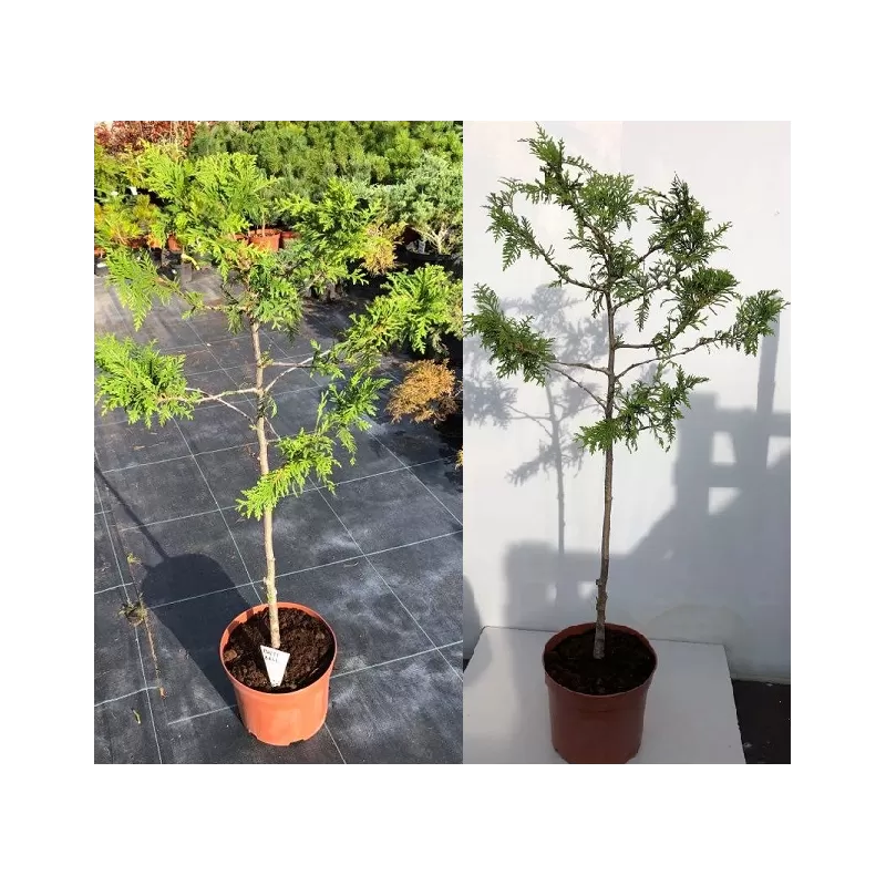 Vakarinė tuja - Thuja occidentalis BRABANT (Solo augalai)