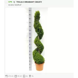 Vakarinė tuja - Thuja occidentalis BRABANT (Solo augalai)