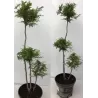 Vakarinė tuja - Thuja occidentalis BRABANT (Solo augalai)