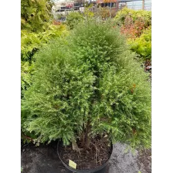 Garden plants/Trees/Flowers/ web-shop