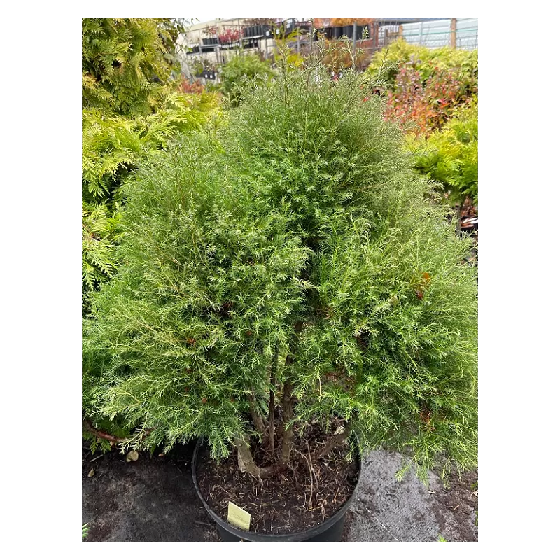 Vakarinė tuja - Thuja occidentalis ERICOIDES