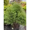 Vakarinė tuja - Thuja occidentalis ERICOIDES