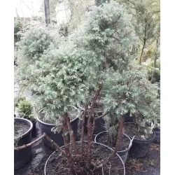 Vakarinė tuja - Thuja occidentalis ERICOIDES