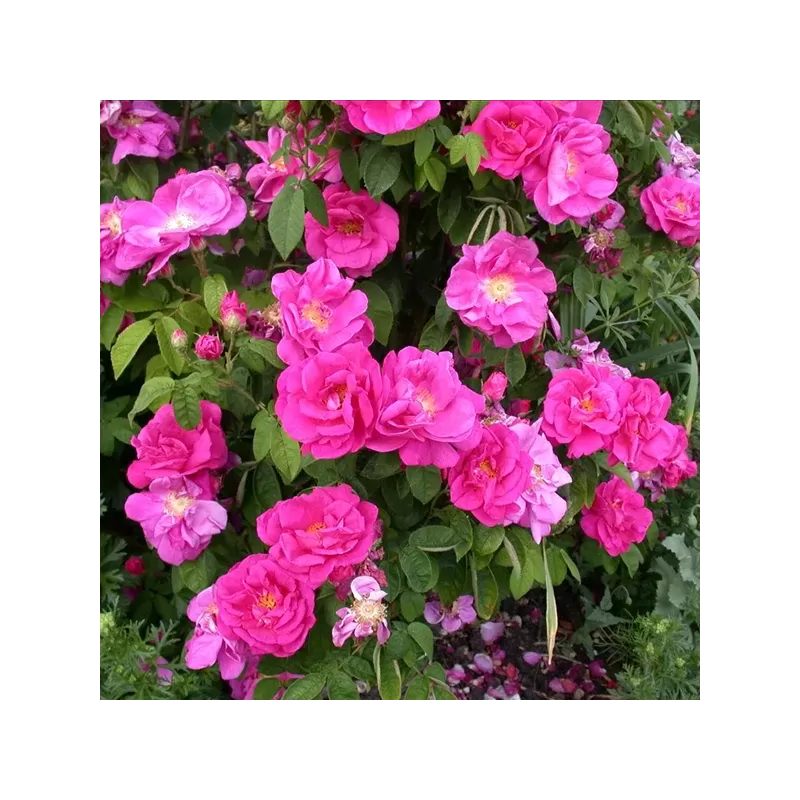 Rosa ANGELIA