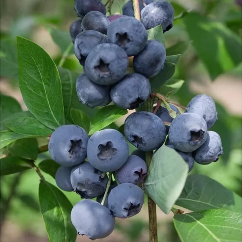 Highbush Blueberry - Vaccinium corymbosum POLARIS