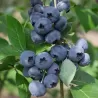 Highbush Blueberry - Vaccinium corymbosum POLARIS