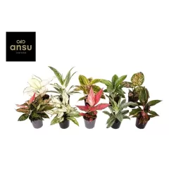 Aglaonema mix EXCLUSIVE (Ansu)