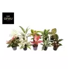 Aglaonema mix EXCLUSIVE (Ansu)