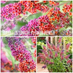 Davido budlėja - Buddleja davidii FLOWER POWER