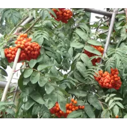 Paprastasis šermukšnis - Sorbus aucuparia PENDULA