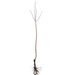 Naminė slyva (posk. kaukazinė slyva) - Prunus domestica LATVIJOS GELTONA 120-180cm vazone (2 metai)