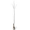 Naminė slyva - Prunus domestica LATVIJOS GELTONA