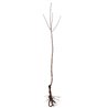 Naminė slyva (posk. kaukazinė slyva) - Prunus domestica LATVIJOS GELTONA 120-180cm vazone (2 metai)