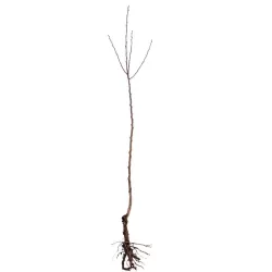 copy of Naminė slyva - Prunus domestica SONORA