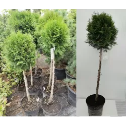 Thuja occidentalis SMARAGD