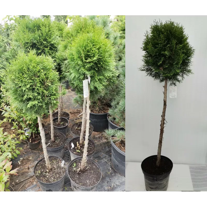 Thuja occidentalis SMARAGD