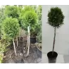 Thuja occidentalis SMARAGD