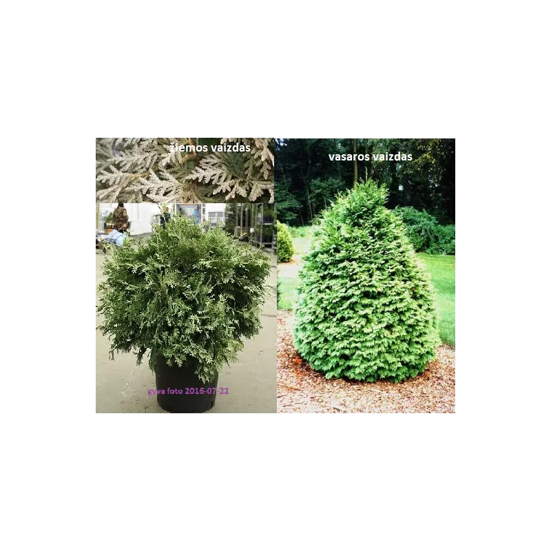  Thuja occidentalis WAREANA LUTESCENS