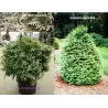  Thuja occidentalis WAREANA LUTESCENS