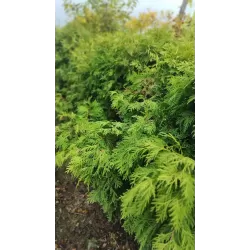 Vakarinė tuja - Thuja occidentalis WAREANA LUTESCENS