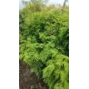 Vakarinė tuja - Thuja occidentalis WAREANA LUTESCENS