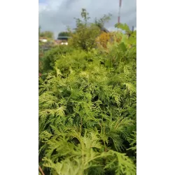  Thuja occidentalis WAREANA LUTESCENS