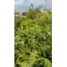  Thuja occidentalis WAREANA LUTESCENS