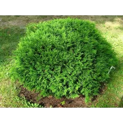 Vakarinė tuja krūminė žemaūgė forma - Thuja occidentalis
