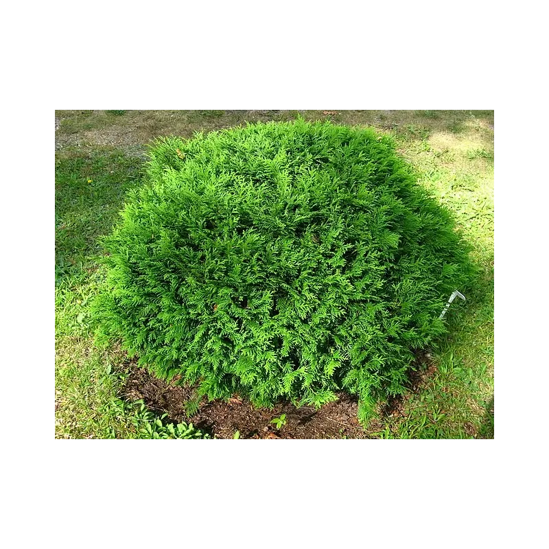 Vakarinė tuja krūminė žemaūgė forma - Thuja occidentalis