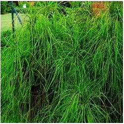 Vakarinė tuja siūliškasis var. - Thuja occidentalis FILIFORMIS