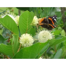Vakarinis galvožis - Cephalanthus occidentalis