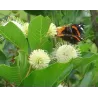 Vakarinis galvožis - Cephalanthus occidentalis