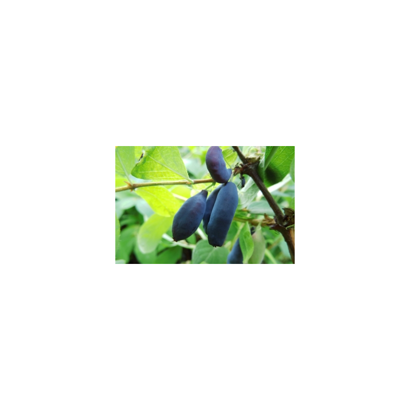 Honeyberry - Lonicera caerulea kamtschatica EISBAR